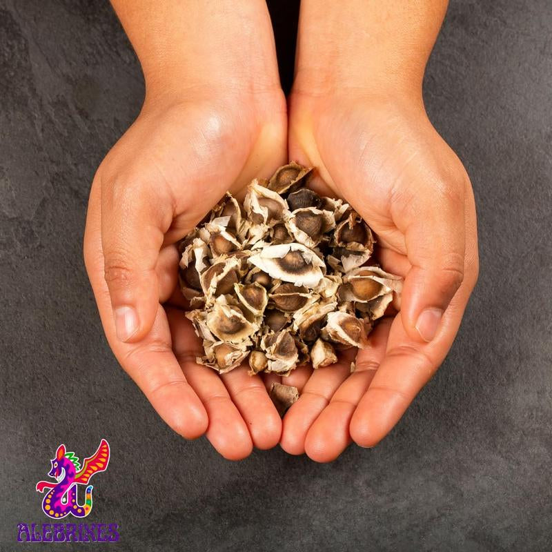 Alebrixes - Moringa 6 Oz (+800 Pz) | Premium Quality Moringa Oleifera (Drumstick) | 100% Natural Herbal Tea | Resealable Pouch | Imported from Mexico